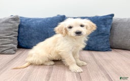 Mini Goldendoodle dogs for sale: Betty - Image 4