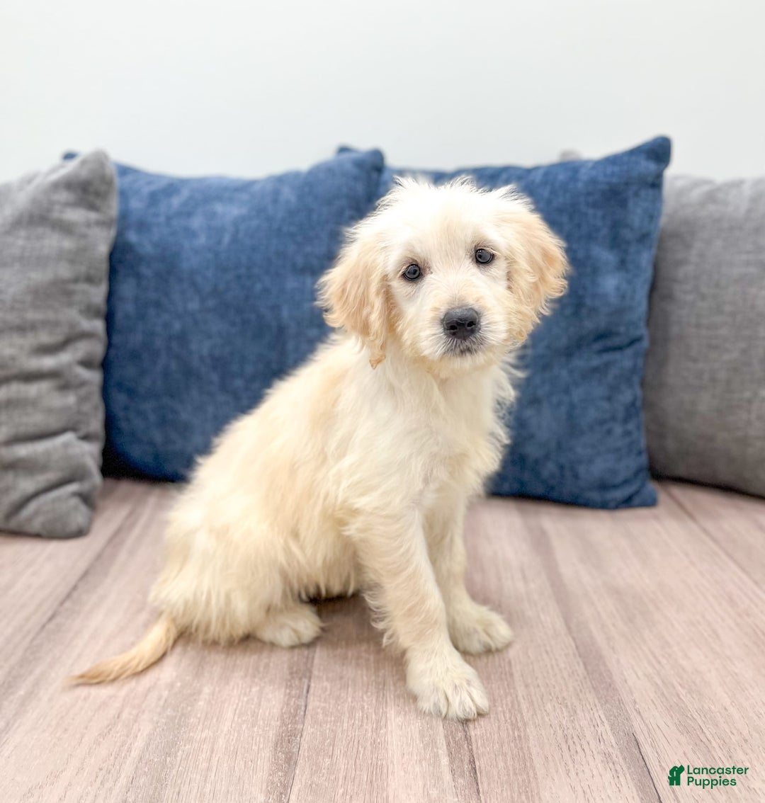 Mini Goldendoodle dogs for sale: Betty - Image 4