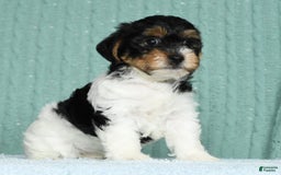 Yorkiepoo dogs for sale: Becka - Image 16