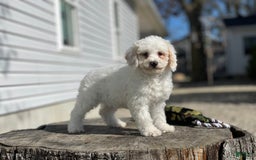 Miniature Poodle dogs for sale: Zella - Image 16