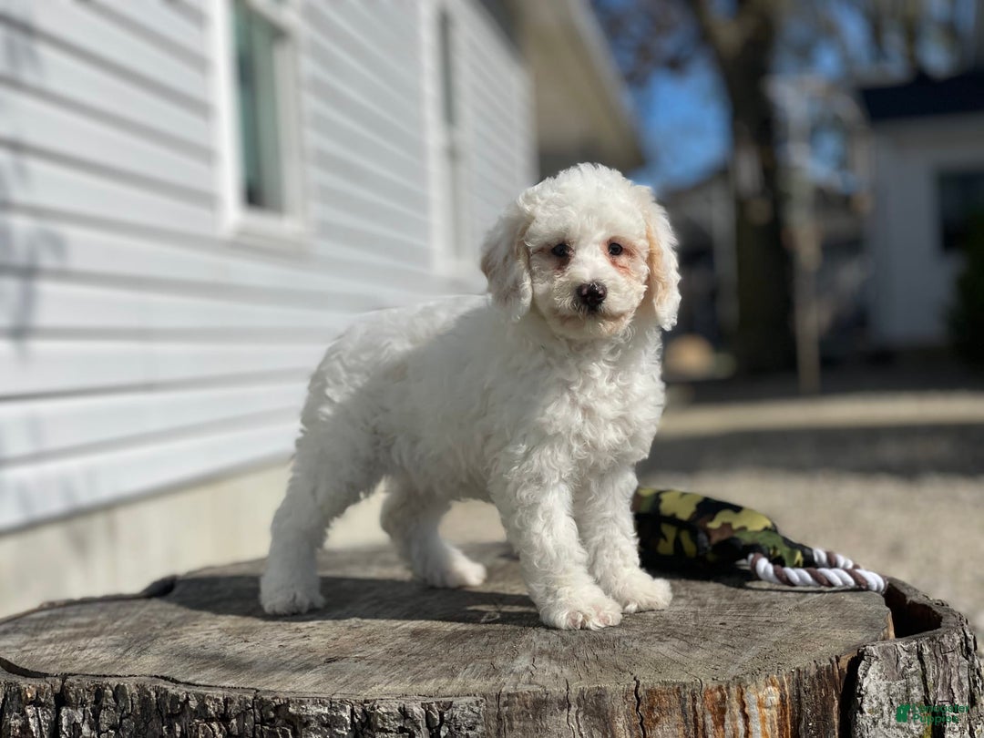 Miniature Poodle dogs for sale: Zella - Image 16
