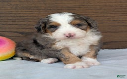 Mini Bernedoodle dogs for sale: Indy - Image 12