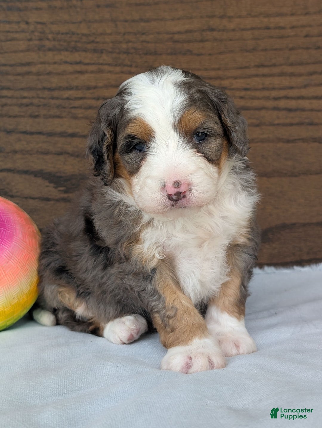Mini Bernedoodle dogs for sale: Indy - Image 12