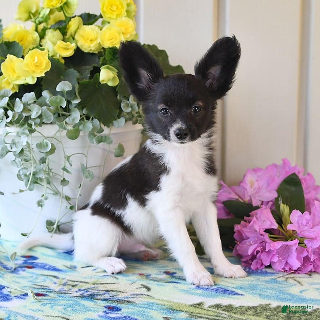 Papillon dogs for sale: Mitch - Image 6