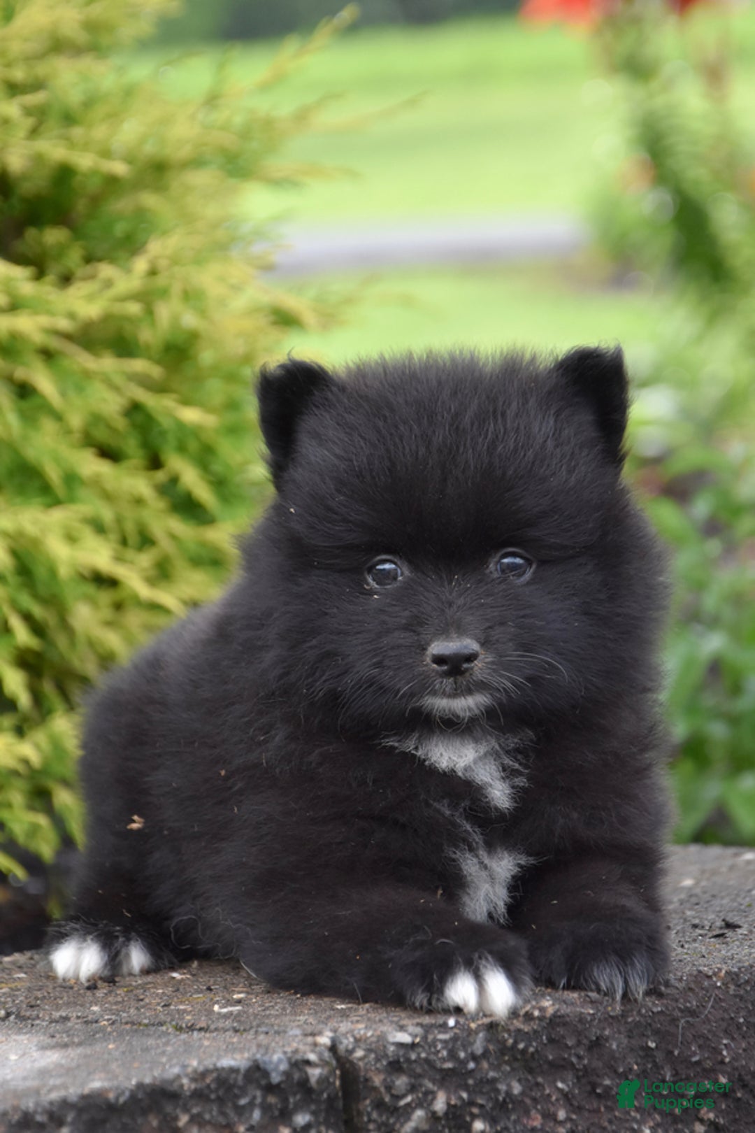 Pomeranian dogs for sale: Theo - Image 3