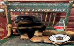 Mini Bernedoodle dogs for sale: Aelas Gray Boy - Image 5