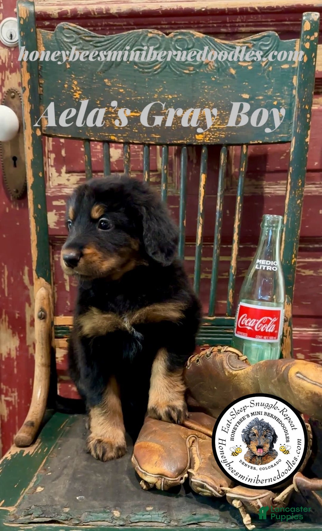Mini Bernedoodle dogs for sale: Aelas Gray Boy - Image 5
