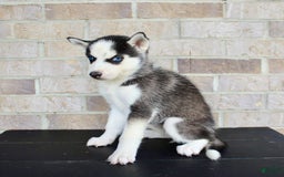Siberian Husky dogs for sale: Allie - Image 5