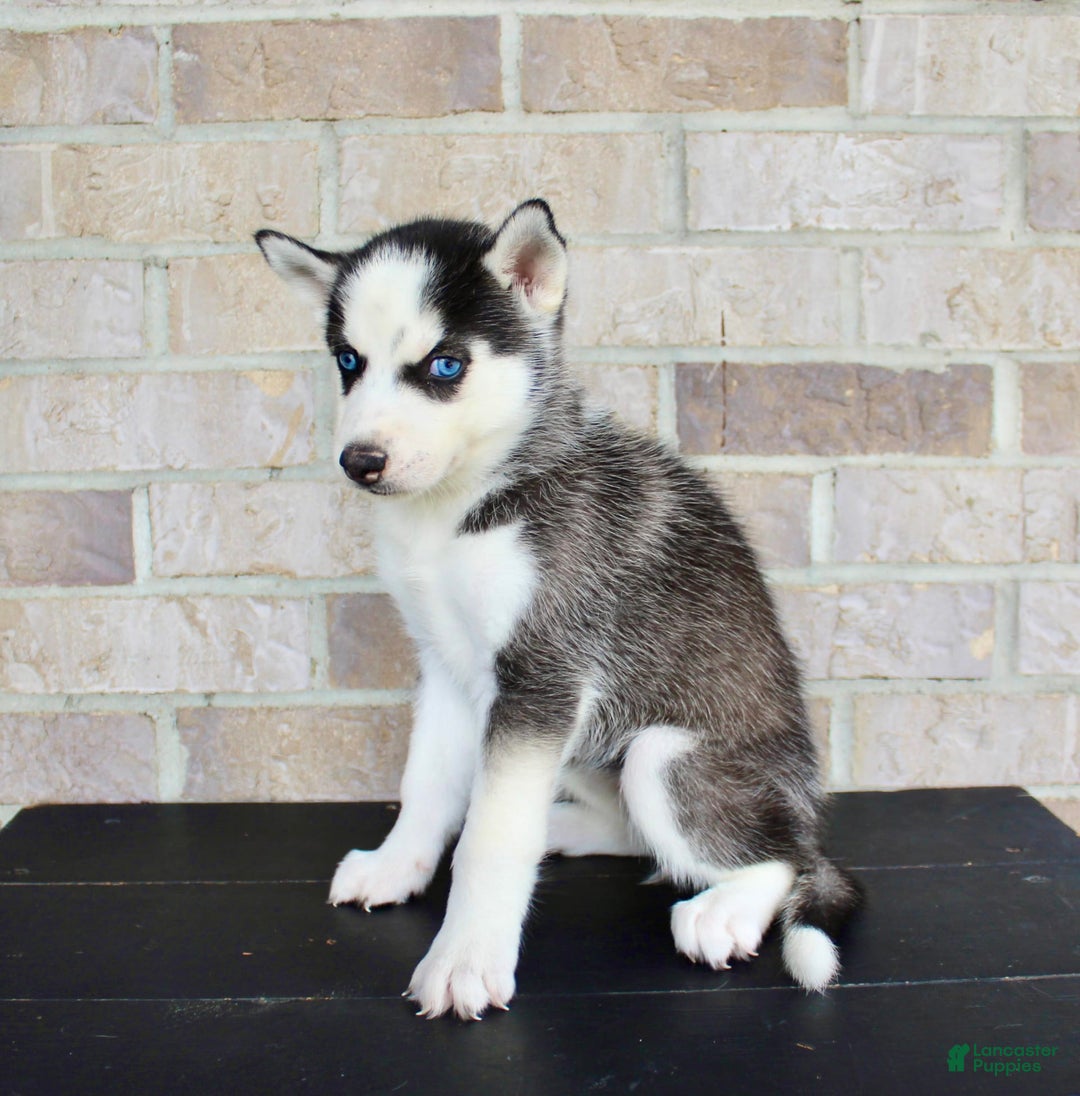 Siberian Husky dogs for sale: Allie - Image 5