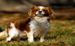 Cavalier King Charles Spaniel dogs for sale: Teddy - Image 6