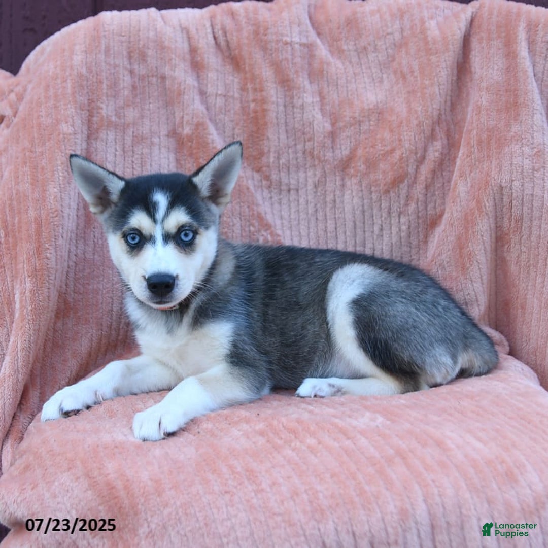 Alaskan Klee Kai dogs for sale: Callie - Image 5