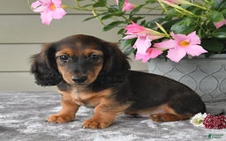 Miniature Dachshund dogs for sale: Laudon - Image 10