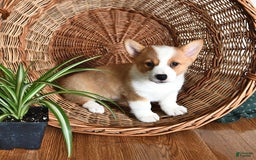 Welsh Corgi Pembroke dogs for sale: Joy - Image 3
