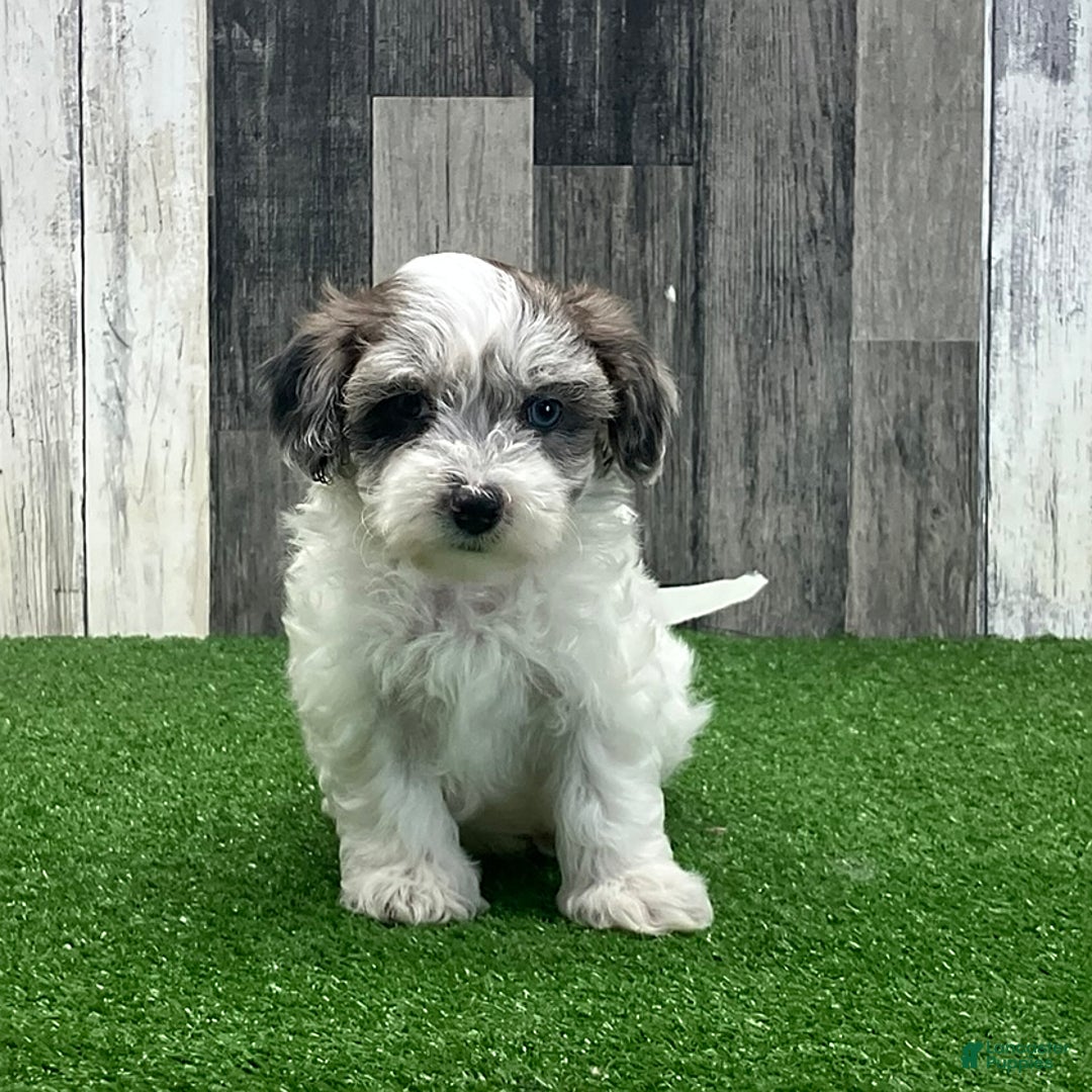 Maltipoo dogs for sale: Josh - Image 1