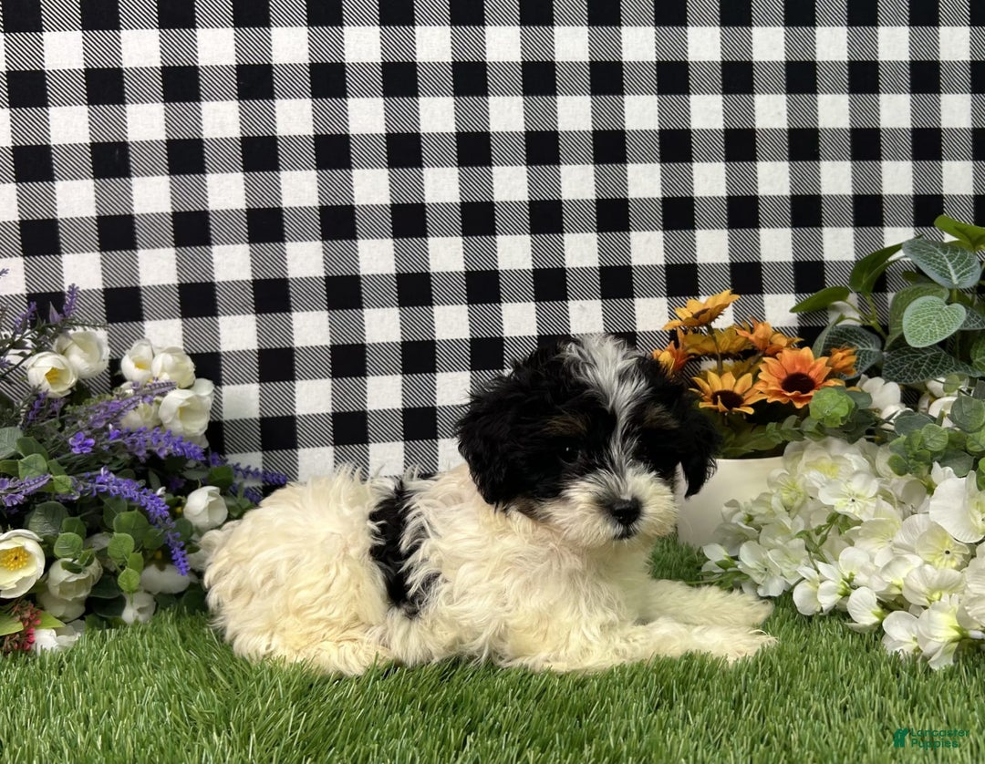 Maltipoo dogs for sale: Daphne - Image 6
