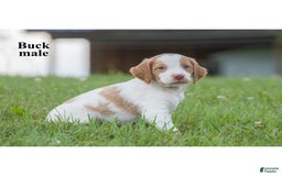 Brittany Spaniel dogs for sale: Buck - Image 2