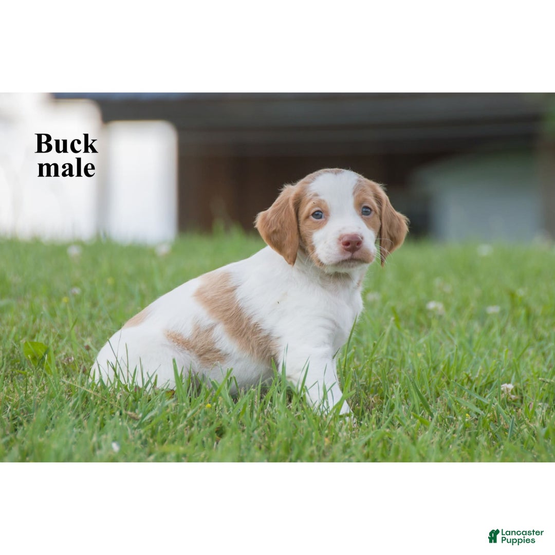 Brittany Spaniel dogs for sale: Buck - Image 2