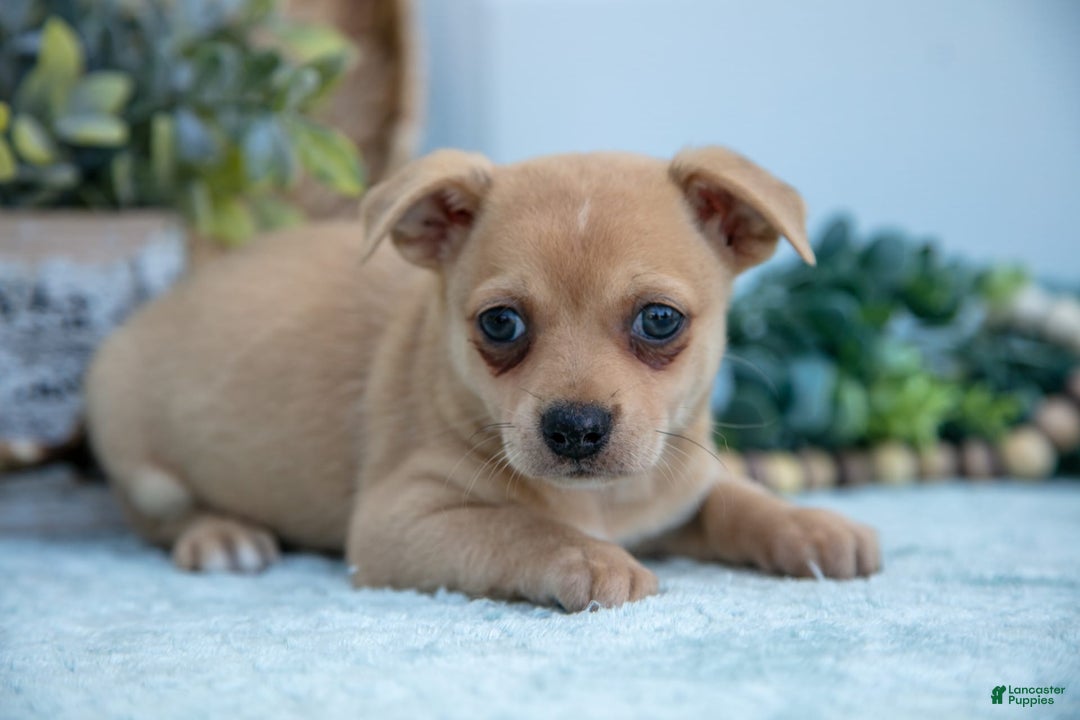 Chihuahua dogs for sale: Paul - Image 3