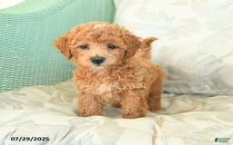 Miniature Poodle dogs for sale: Toto - Image 3