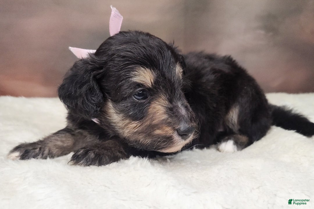Shetland Sheepdog dogs for sale: Eclipse-Micro Mini - Image 5