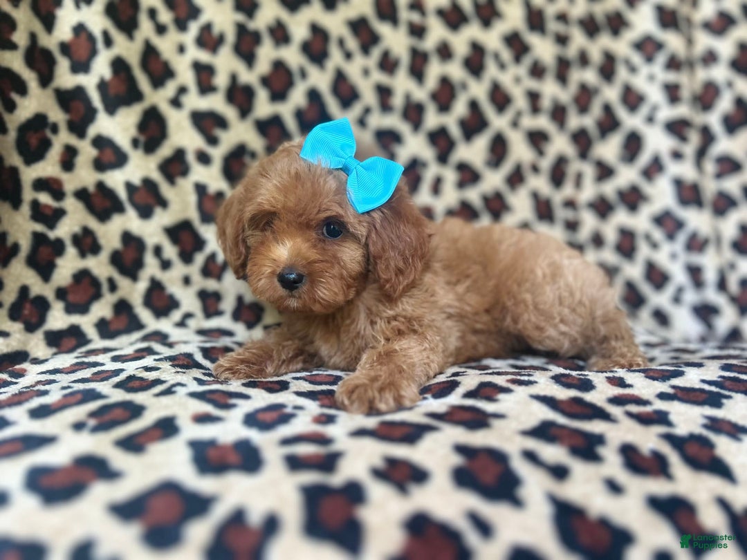 Cockapoo dogs for sale: Mango - Image 9