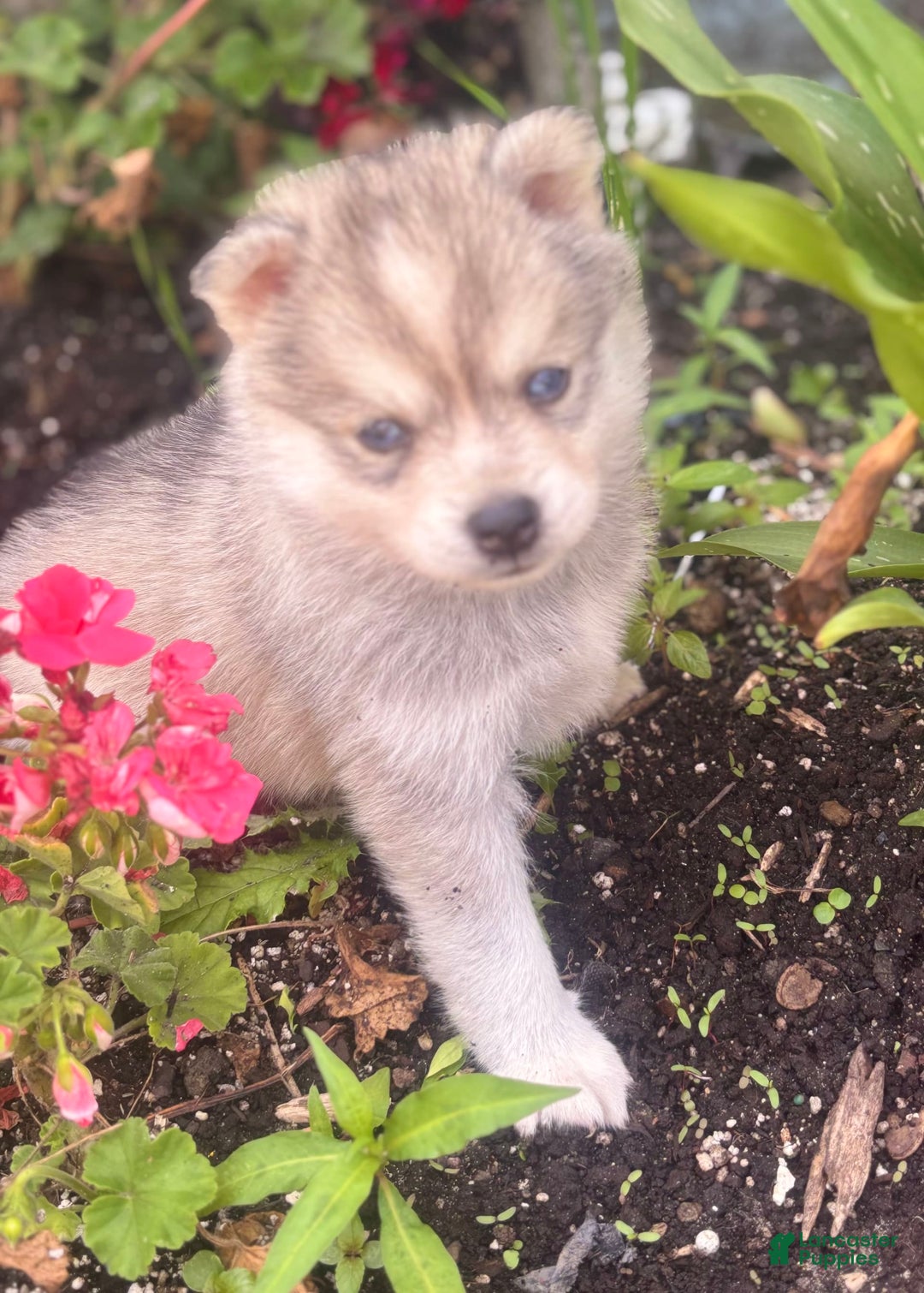 Pomsky dogs for sale: Kanan - Image 9