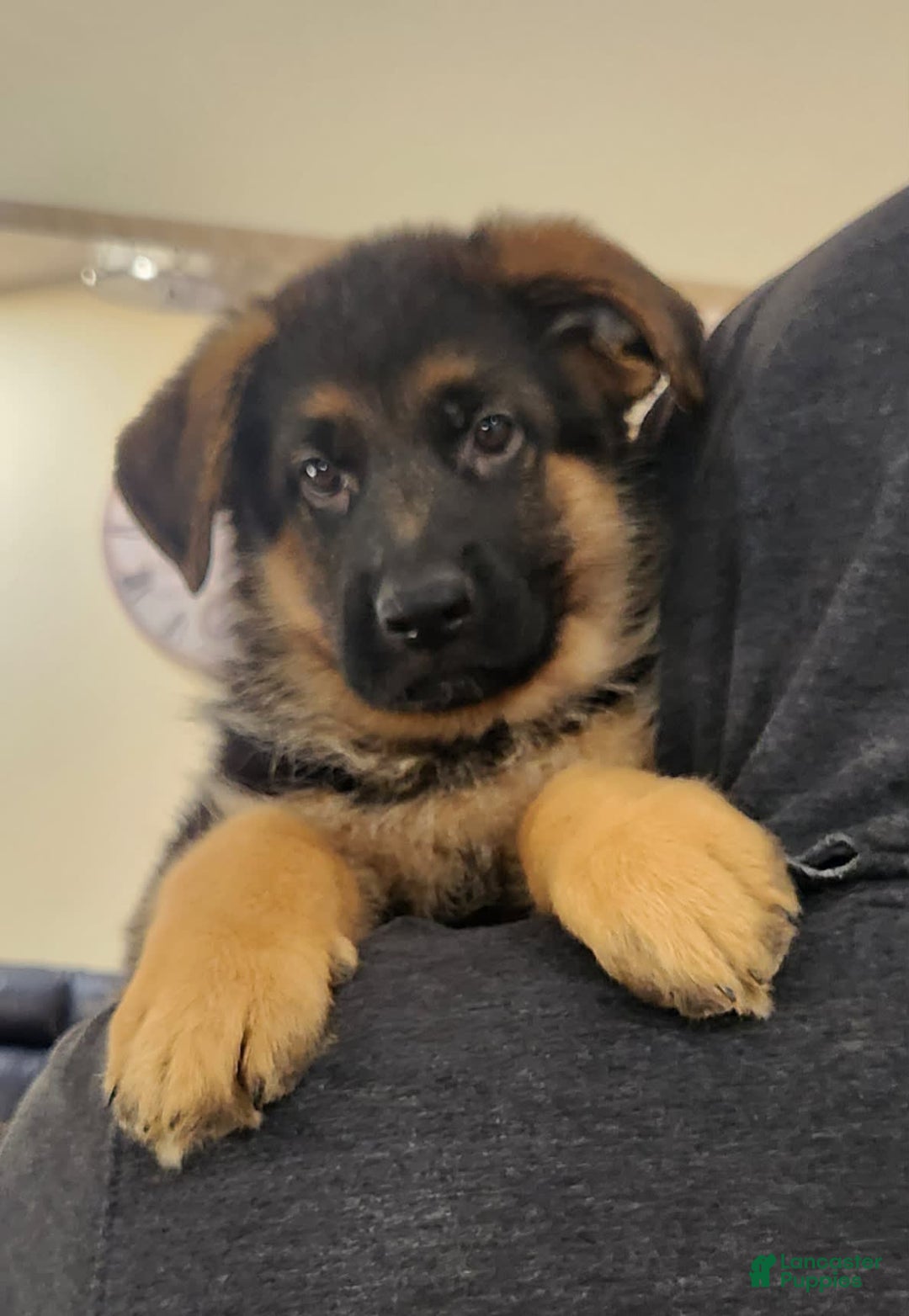 German Shepherd dogs for sale: Big Red - Image 13