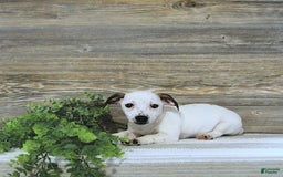 Jack Russell Terrier dogs for sale: Tia - Image 4