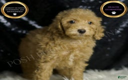 Mini Goldendoodle dogs for sale: Marvel - Image 1