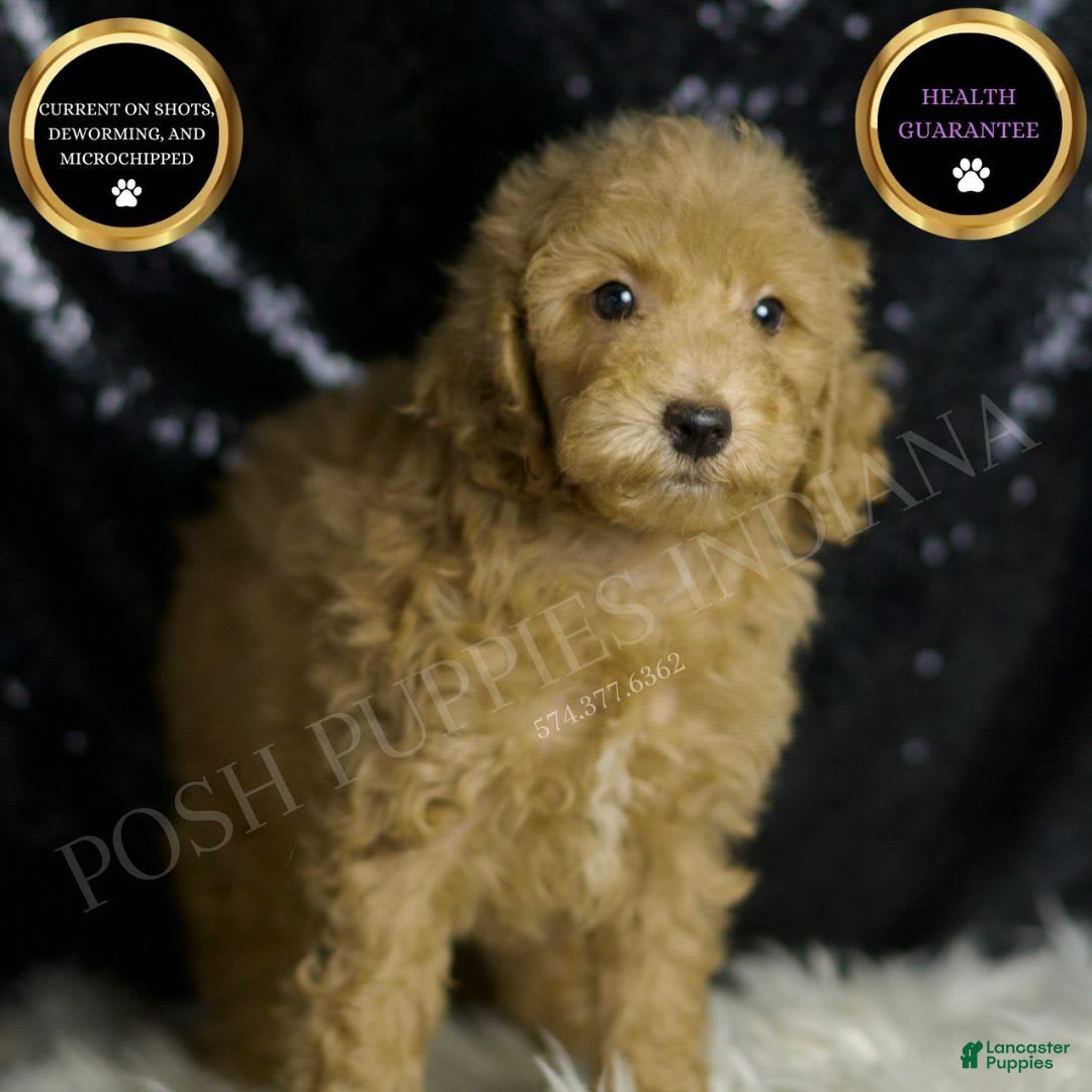 Mini Goldendoodle dogs for sale: Marvel - Image 1
