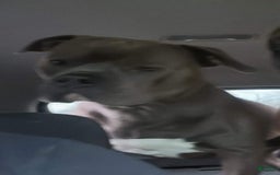American Bully dogs for sale: Loki - Image 8