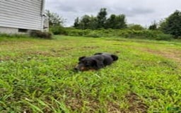 Doberman Pinscher dogs for sale: Hunter - Image 8