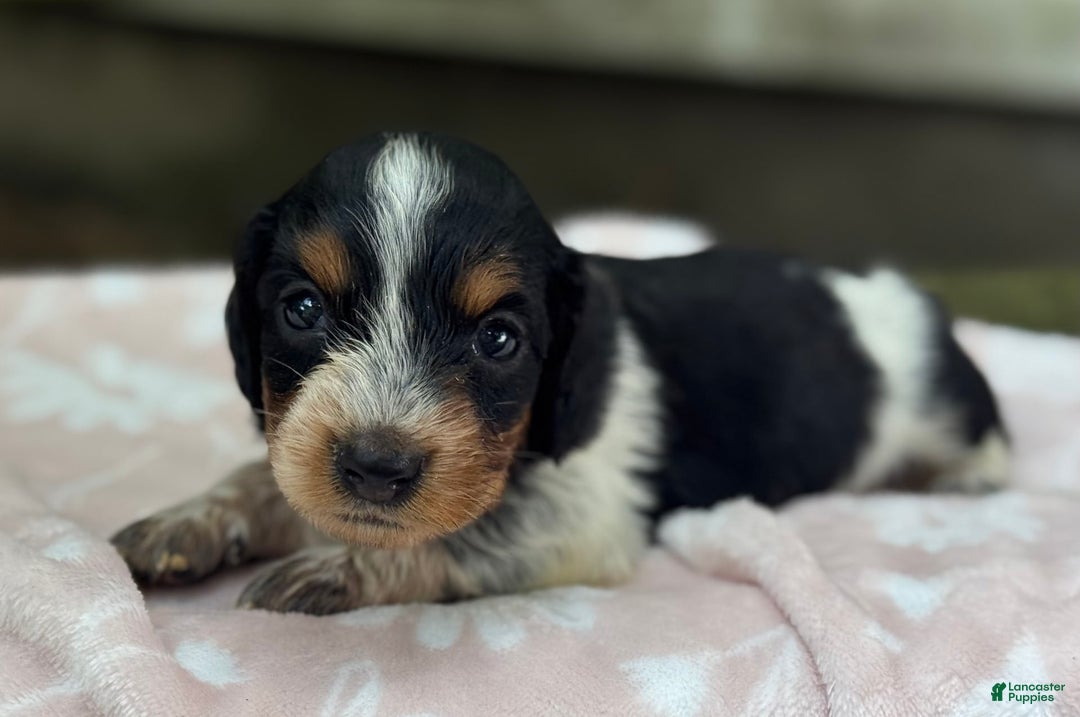 Miniature Dachshund dogs for sale: Daisy - Image 4