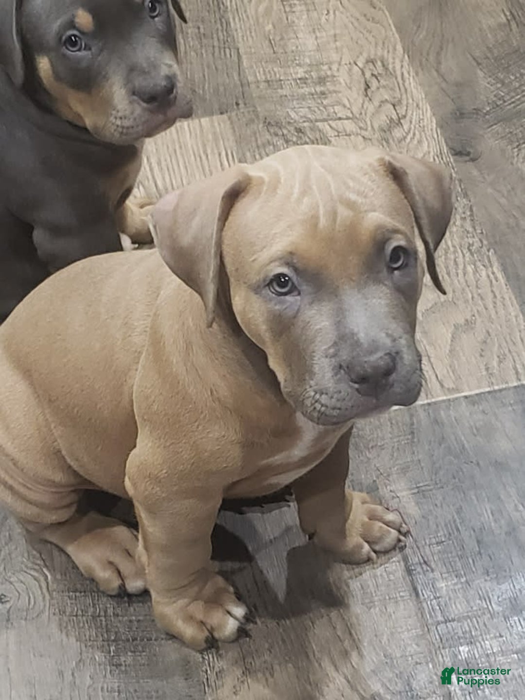 American Bully dogs for sale: Big Hoss - Image 88