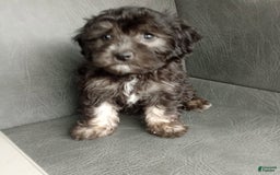 Havapoo dogs for sale: Sally - Image 3