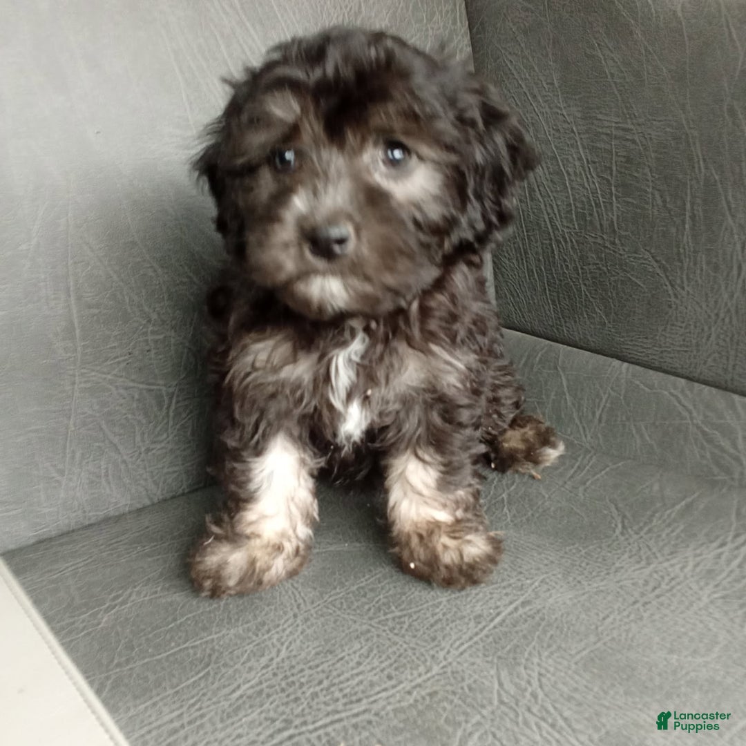 Havapoo dogs for sale: Sally - Image 3