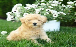 Mini Goldendoodle dogs for sale: Lane - Image 2