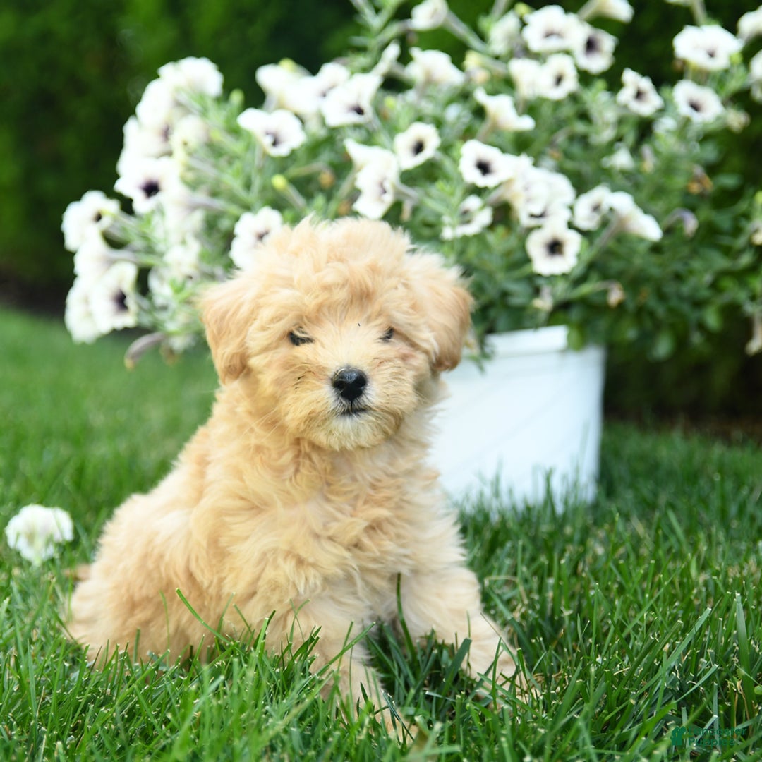 Mini Goldendoodle dogs for sale: Lane - Image 2