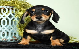 Miniature Dachshund dogs for sale: Dakota - Image 2