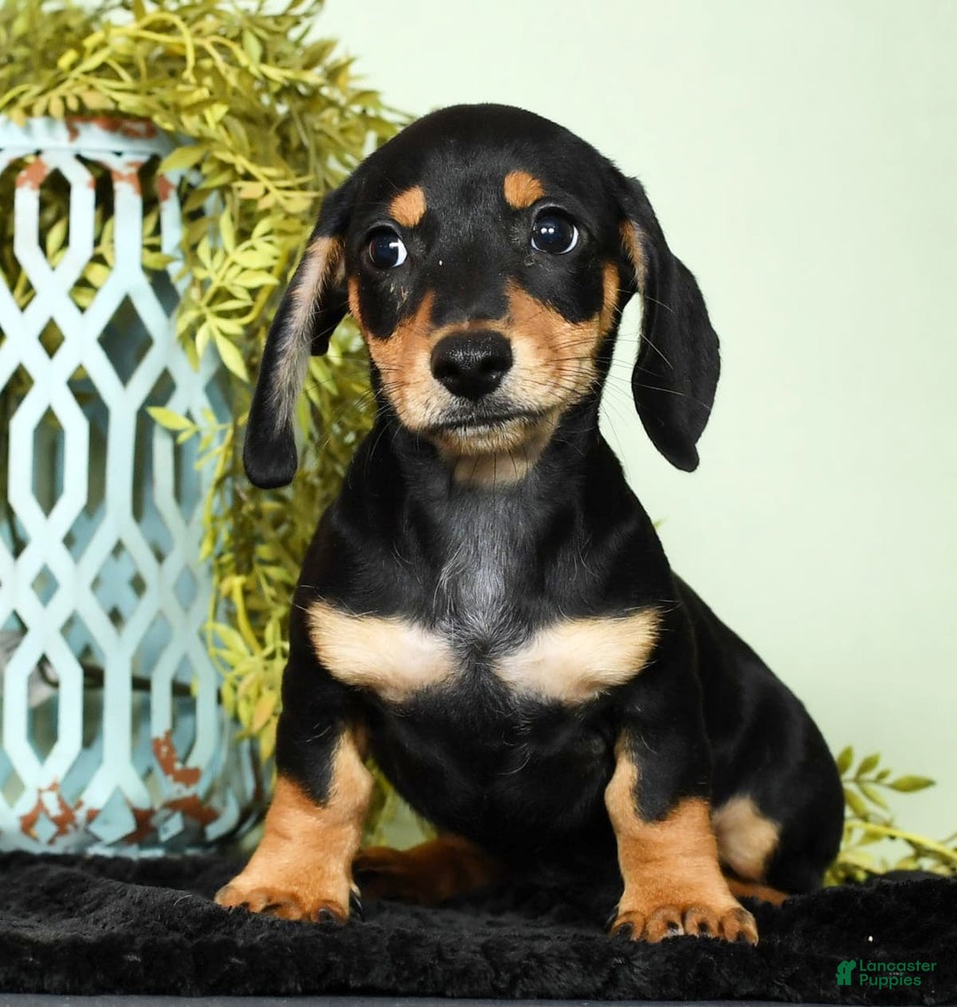 Miniature Dachshund dogs for sale: Dakota - Image 2