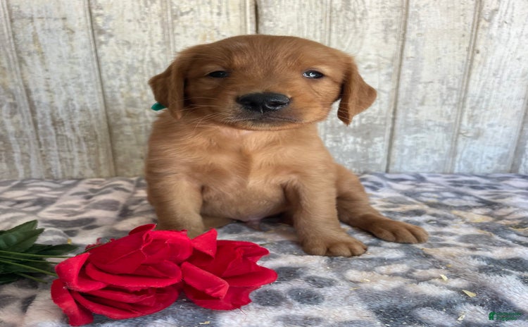 Golden Retriever dogs for sale - Ad 5