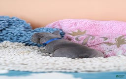 French Bulldog dogs for sale: Dylan - Image 2