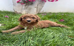 Goldendoodle dogs for sale: Goldendoodle - Image 3