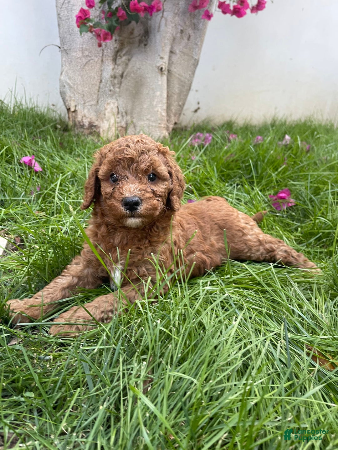Goldendoodle dogs for sale: Goldendoodle - Image 3