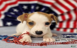 Jack Russell Terrier dogs for sale: Jack Russell Joker Male - Image 5