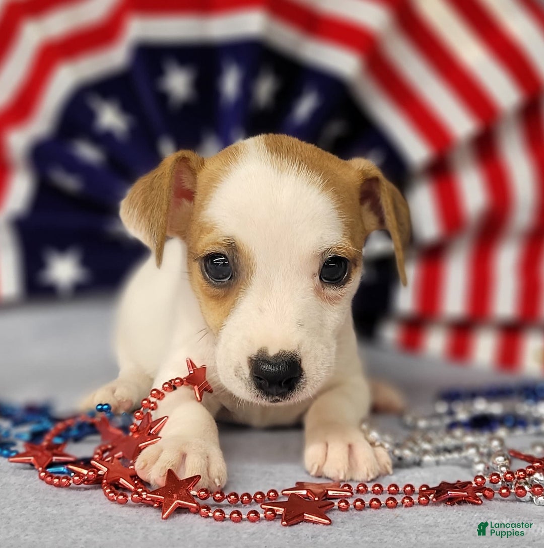 Jack Russell Terrier dogs for sale: Jack Russell Joker Male - Image 5