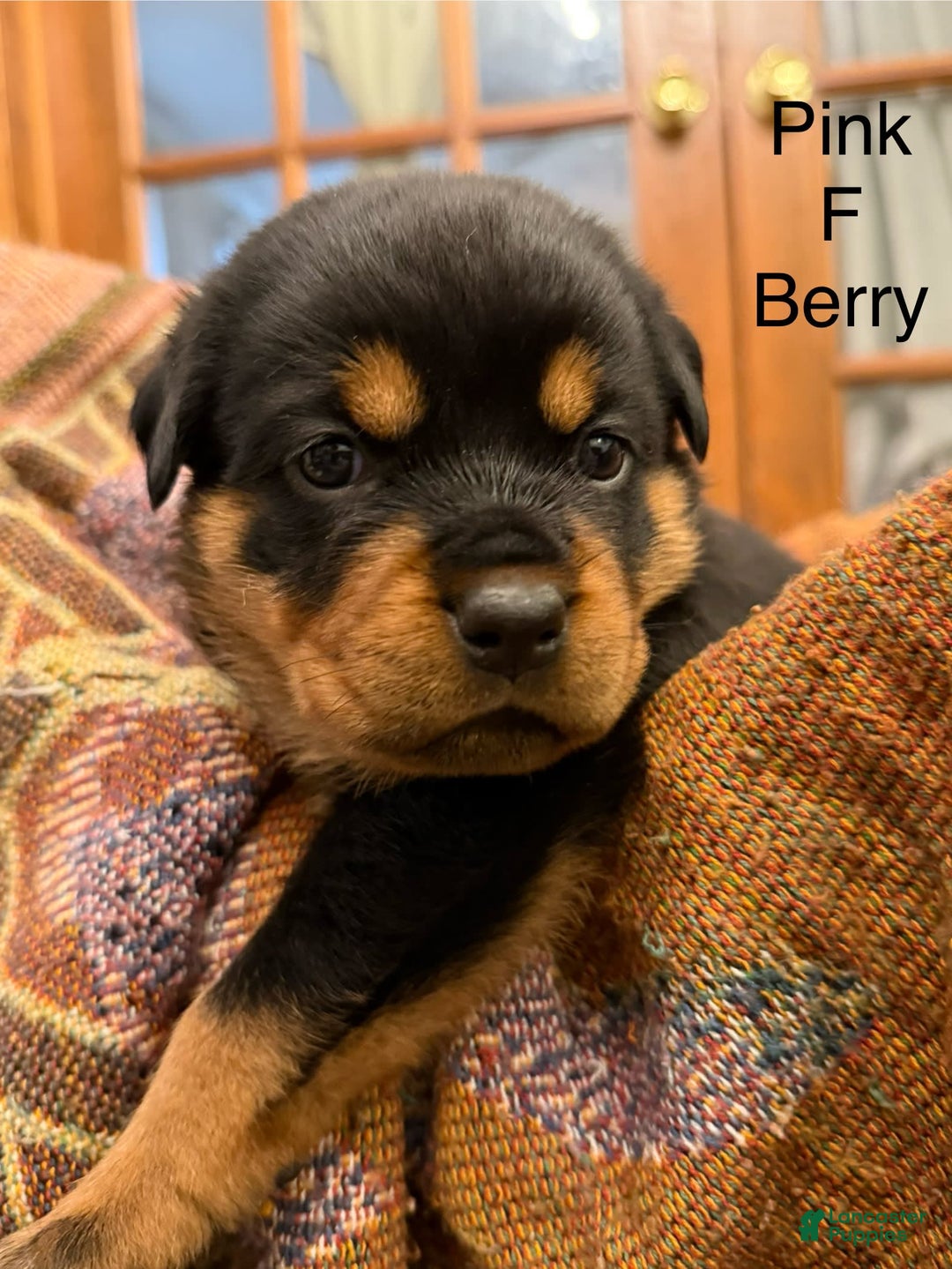 Rottweiler dogs for sale: Berry - Image 6