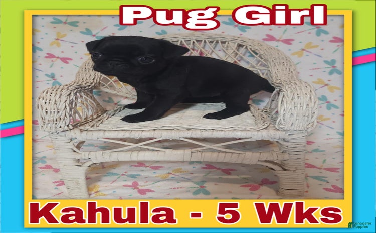 Pug dogs for sale - Ad 4