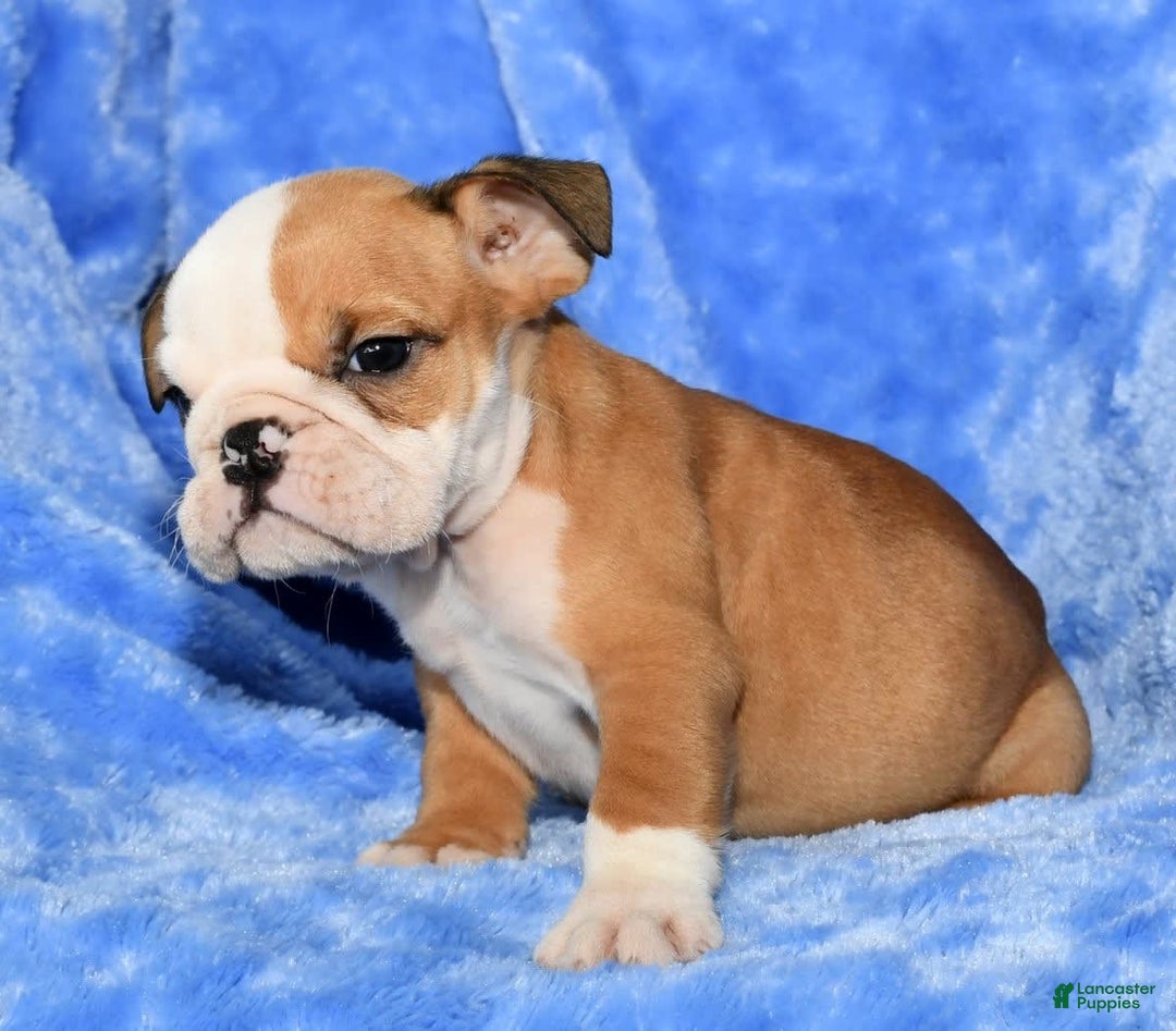 Beabull dogs for sale: Chase - Image 7