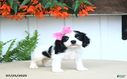Cocker Spaniel dogs for sale: Nala - Image 1